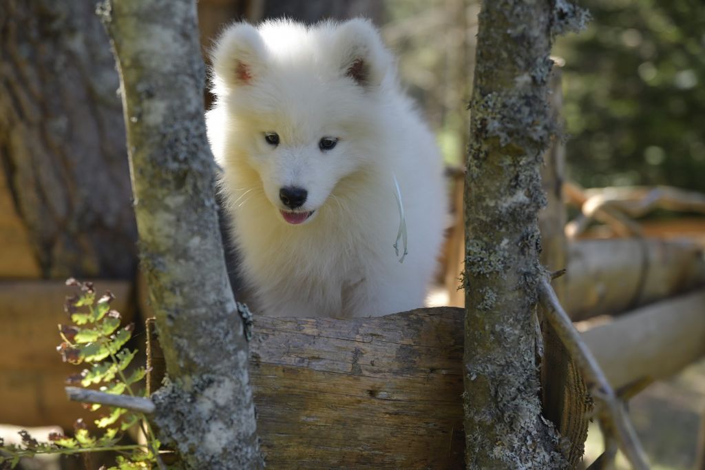 Of Nicolaï Kathanga - Chiots disponibles - Samoyède